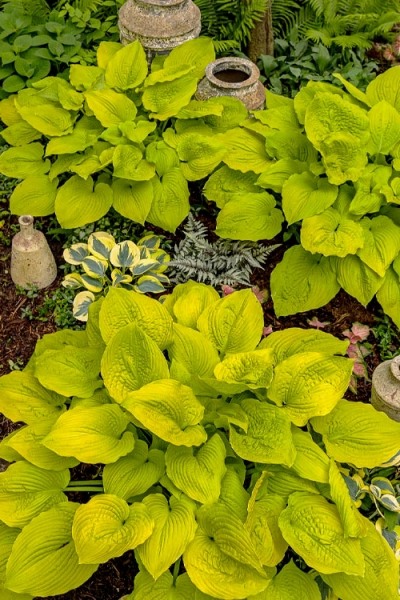 Growing the coast to coast hosta lily (Hosta), perennial, herbaceous ...