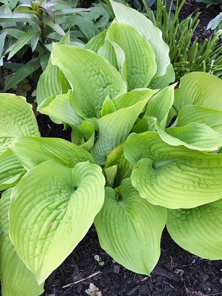 Growing the coast to coast hosta lily (Hosta), perennial, herbaceous ...