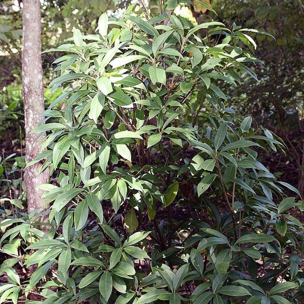 Growing the miss scarlett florida anise (Illicium floridanum ...