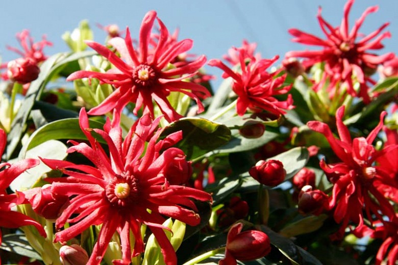 Growing the miss scarlett florida anise (Illicium floridanum ...