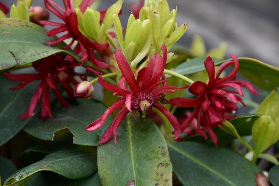 Growing the miss scarlett florida anise (Illicium floridanum ...