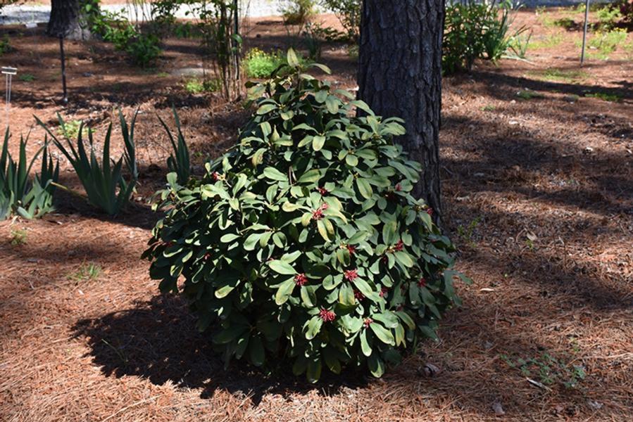 Growing the miss scarlett florida anise (Illicium floridanum ...