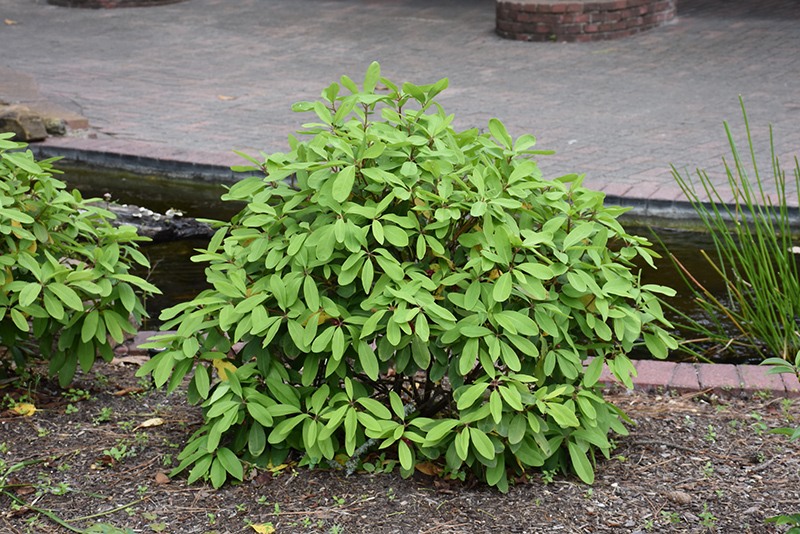 Growing the miss scarlett florida anise (Illicium floridanum ...