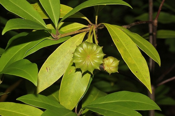 Growing the miss scarlett florida anise (Illicium floridanum ...