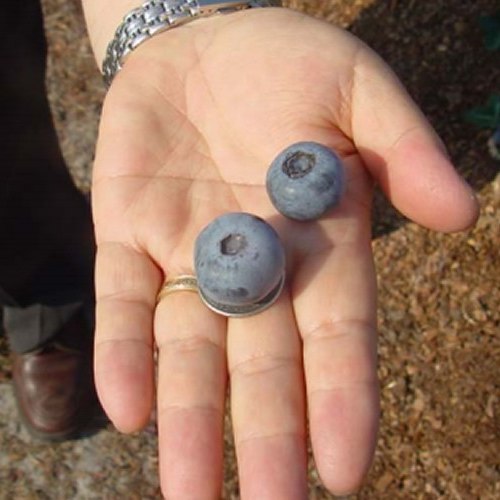 Growing the titan blueberry (Vaccinium ashei), perennial, shrub, berry