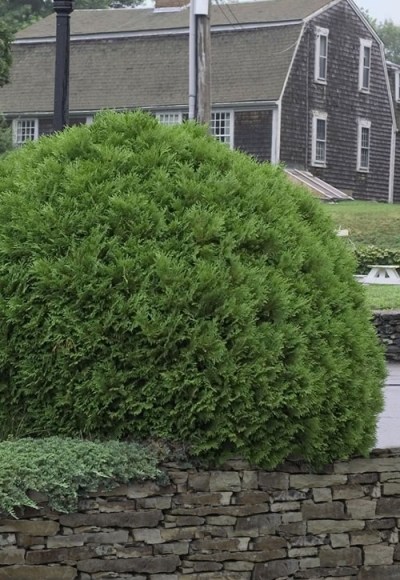 Growing the woodward globe american arborvitae (Thuja occidentalis ...