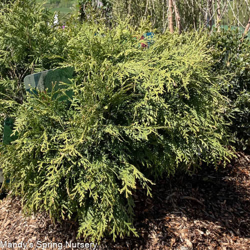 Growing the woodward globe american arborvitae (Thuja occidentalis ...