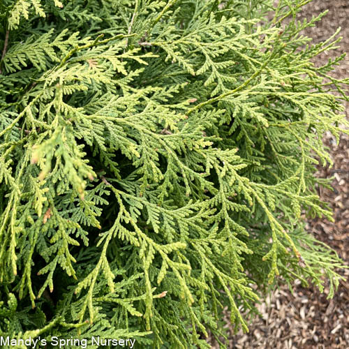 Growing the woodward globe american arborvitae (Thuja occidentalis ...