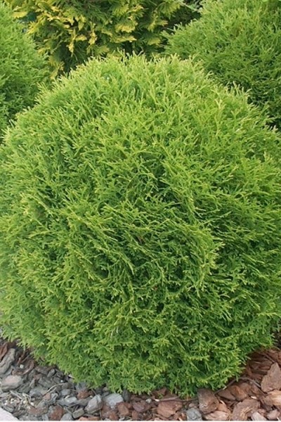 Growing the woodward globe american arborvitae (Thuja occidentalis ...