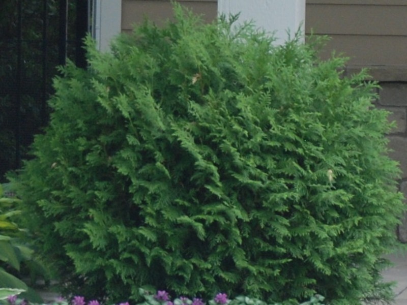 Growing the woodward globe american arborvitae (Thuja occidentalis ...