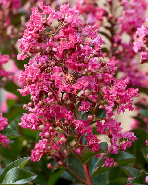 Growing the berry dazzle dwarf crape myrtle (Lagerstroemia hybrid GAMAD ...