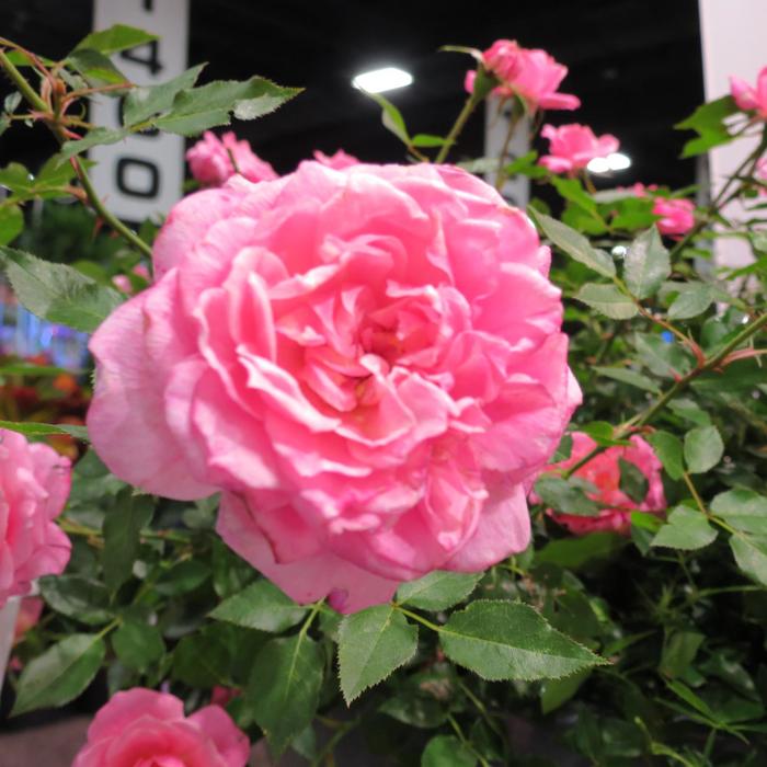 Growing the sunrosa fragrant pink dwarf shrub rose (Rosa x ZARSUNFRAPK ...