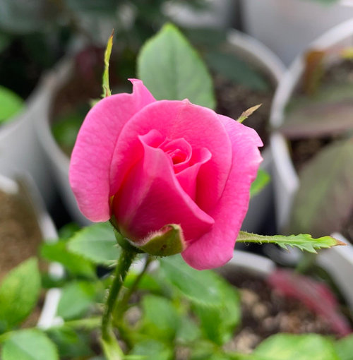 Growing the sunrosa fragrant pink dwarf shrub rose (Rosa x ZARSUNFRAPK ...