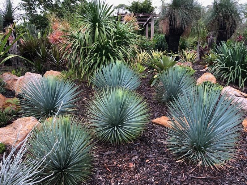 Growing the sapphire skies beaked blue yucca (Yucca rostrata ...