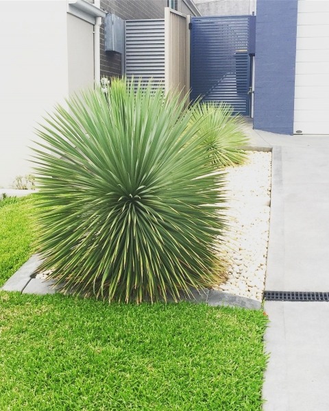 Growing the sapphire skies beaked blue yucca (Yucca rostrata ...