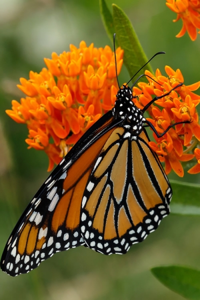 Growing the orange butterfly milkweed (Asclepias tuberosa), perennial ...