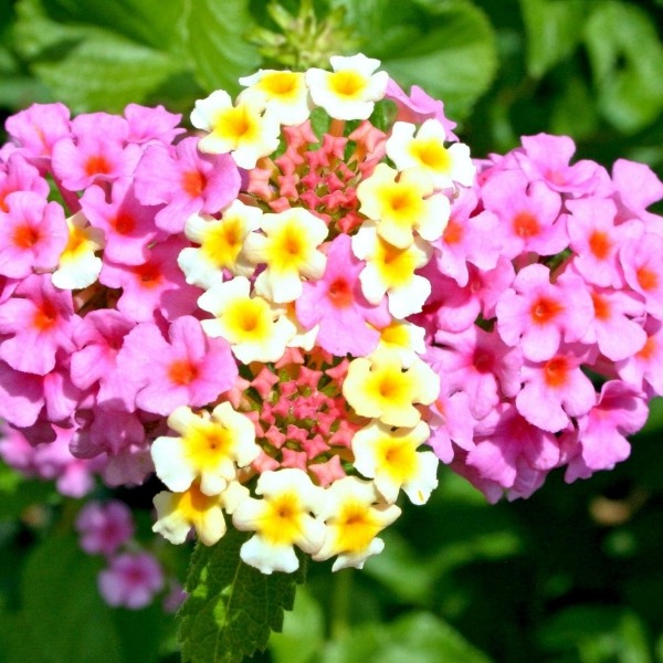 Growing the chapel hill pink huff hardy lantana, perennial, shrub ...