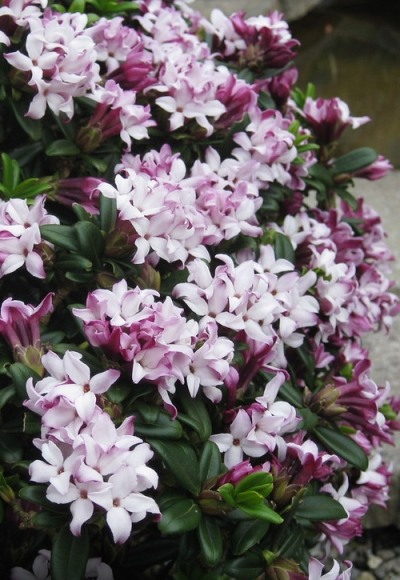 Growing the daphne retusa (Daphne tangutica), perennial, evergreen ...