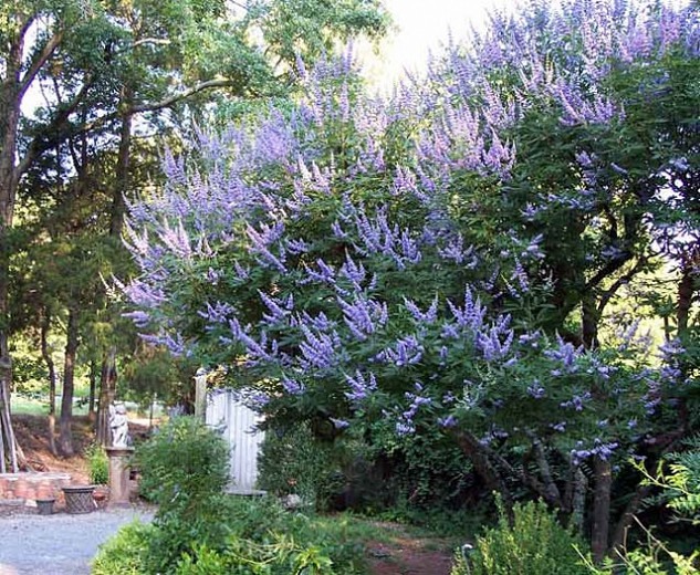 Growing the shoal creek chaste tree (Vitex agnus-castus), perennial ...