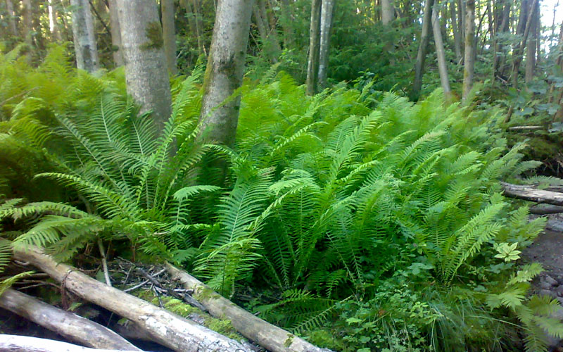 Growing the the king ostrich fern (Matteuccia struthiopteris ...