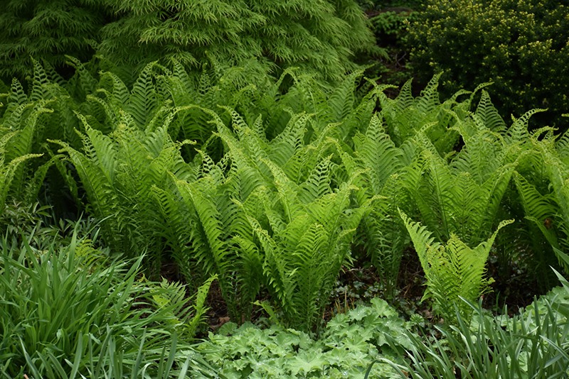 Growing the the king ostrich fern (Matteuccia struthiopteris ...