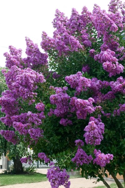 Growing the catawba purple crape myrtle (Lagerstroemia indica ...