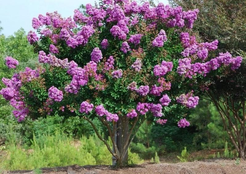 Growing the catawba purple crape myrtle (Lagerstroemia indica ...