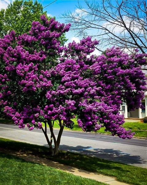 Growing the catawba purple crape myrtle (Lagerstroemia indica ...