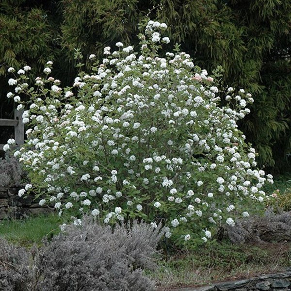 Growing the fragrant snowball viburnum carlesii 'korean spice ...