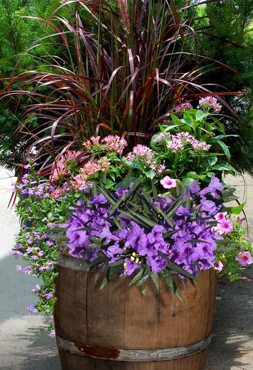 Growing the katie purple dwarf mexican petunia (Ruellia caerulea ...