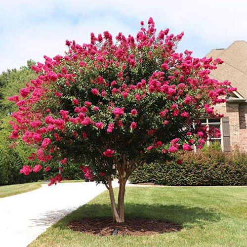 Growing the black diamond 'mystic magenta' crape myrtle (Lagerstroemia ...