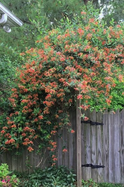 Growing the magnifica honeysuckle vine (Lonicera sempervirens ...