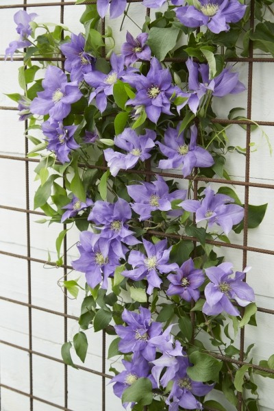 Growing the olympia clematis, perennial, vine, flowering, containers ...