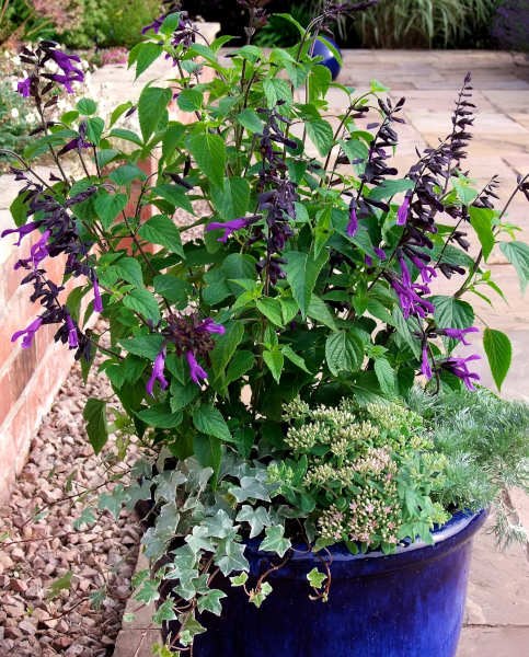 Growing the amistad salvia (Salvia hybrid), perennial, herbaceous ...