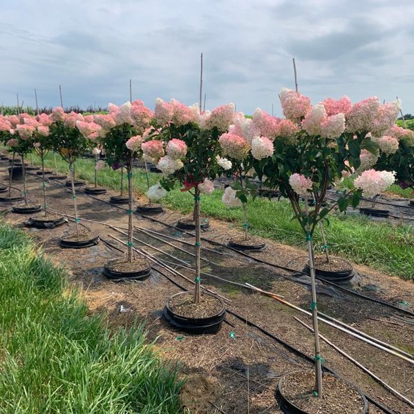 Growing the vanilla strawberry hydrangea (Hydrangea paniculata ...