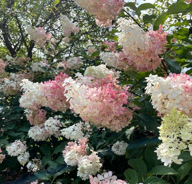 Growing the vanilla strawberry hydrangea (Hydrangea paniculata ...