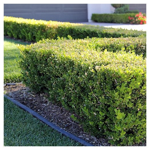 Growing the japanese boxwood (Buxus microphylla), perennial, evergreen ...