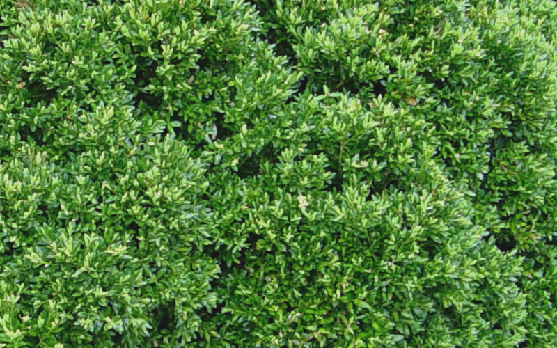 Growing the justin brouwers dwarf boxwood (Buxus sinica var. insularis ...