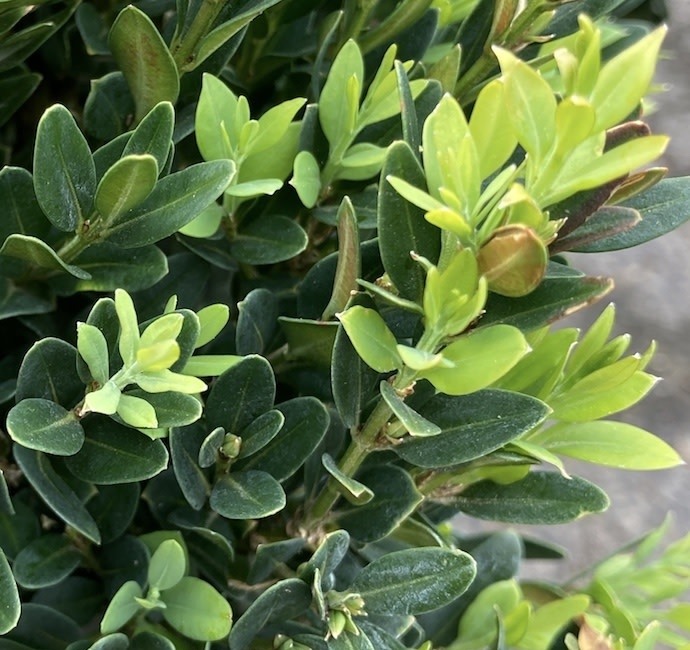 Growing the justin brouwers dwarf boxwood (Buxus sinica var. insularis ...