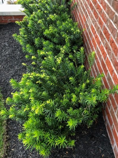 Growing the duke gardens dwarf japanese plum yew (Cephalotaxus ...