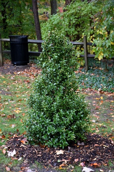 Growing the acadiana holly (Ilex x Magiana PP #14,418), perennial ...