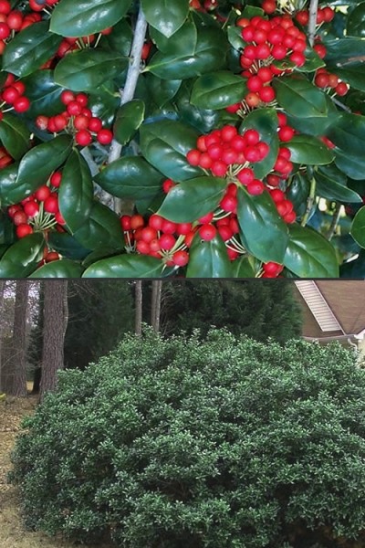 Growing the dwarf burfordi holly (Ilex cornuta), perennial, evergreen ...