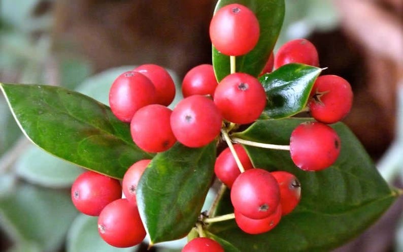 Growing the dwarf burfordi holly (Ilex cornuta), perennial, evergreen ...