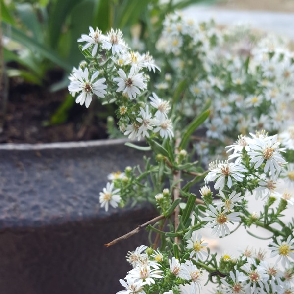 Growing the aster ericoides snow flurry (Aster ericoides f. prostratum ...