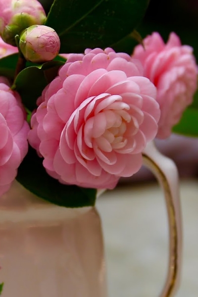 Growing the pink perfection camellia japonica, perennial, evergreen ...