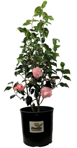 Growing the pink perfection camellia japonica, perennial, evergreen ...