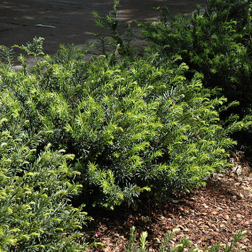 Growing the yewtopia plum yew (Cephalotaxus Plania), perennial ...