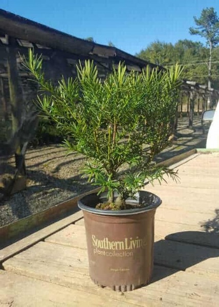 Growing the yewtopia plum yew (Cephalotaxus Plania), perennial ...