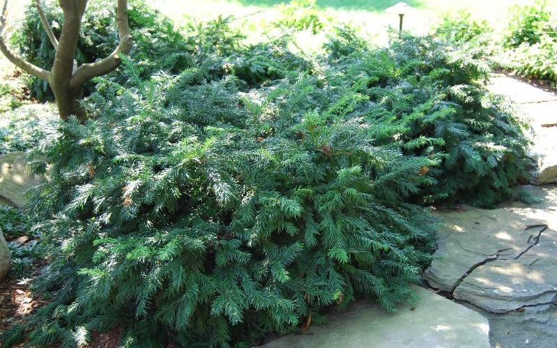 Growing the yewtopia plum yew (Cephalotaxus Plania), perennial ...