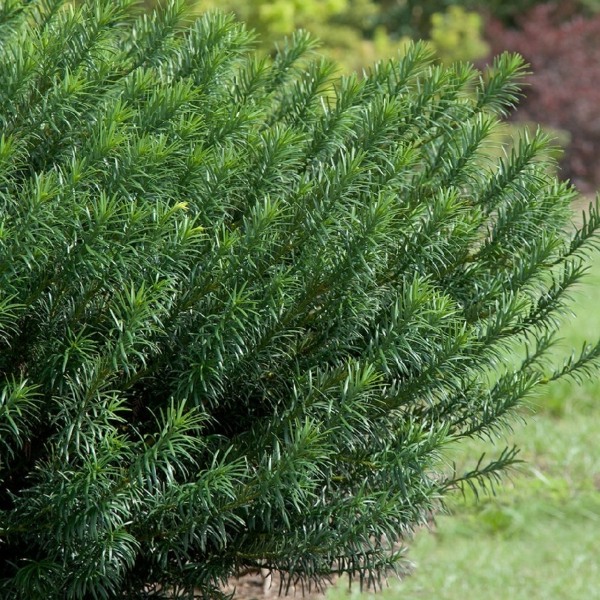 Growing the yewtopia plum yew (Cephalotaxus Plania), perennial ...